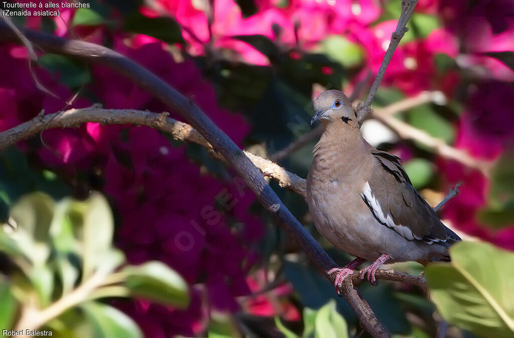 White-winged Dove