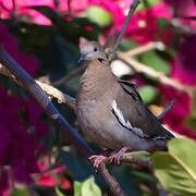 White-winged Dove