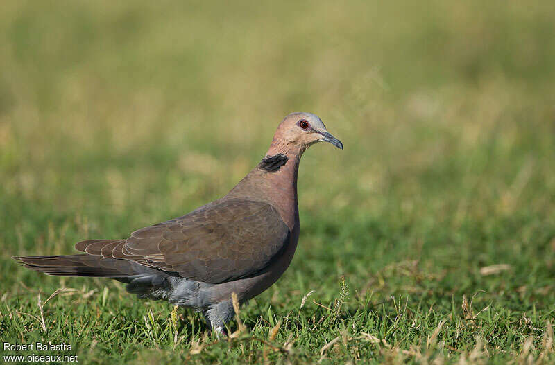 Red-eyed Doveadult, identification