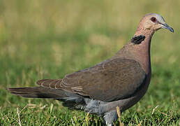 Red-eyed Dove