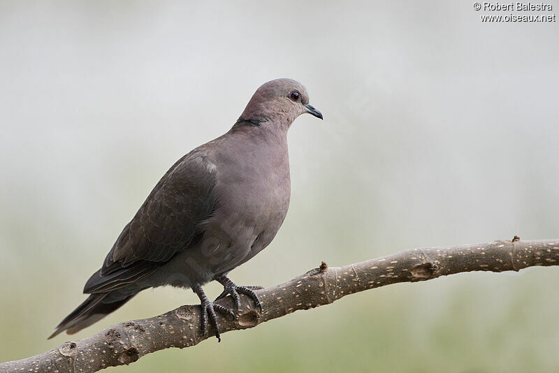 Red-eyed Dove