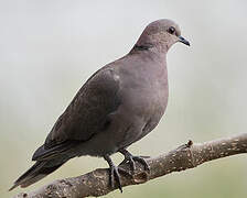 Red-eyed Dove