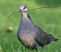 Dusky Turtle Dove