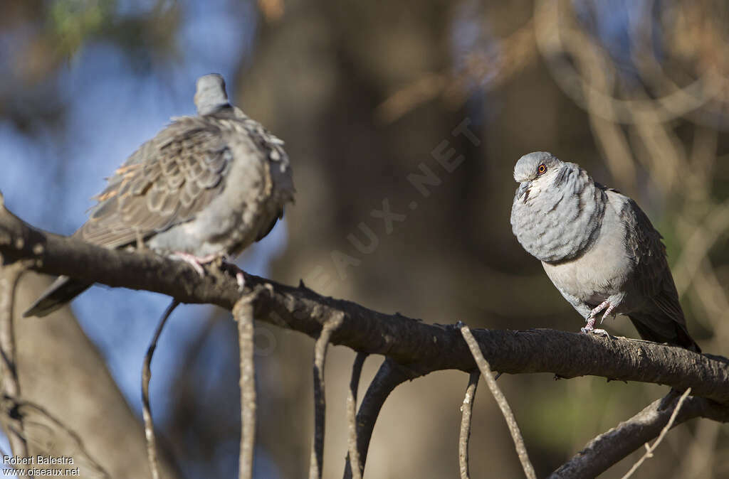 Dusky Turtle Doveadult, courting display