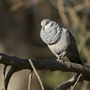 Dusky Turtle Dove