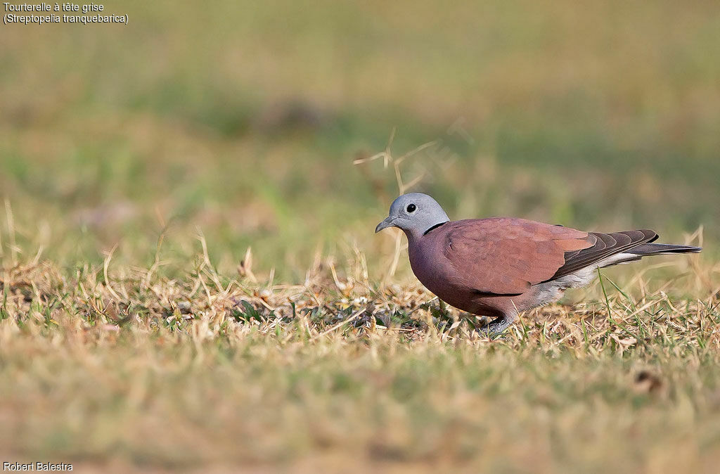 Red Collared Dove male