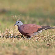 Red Collared Dove