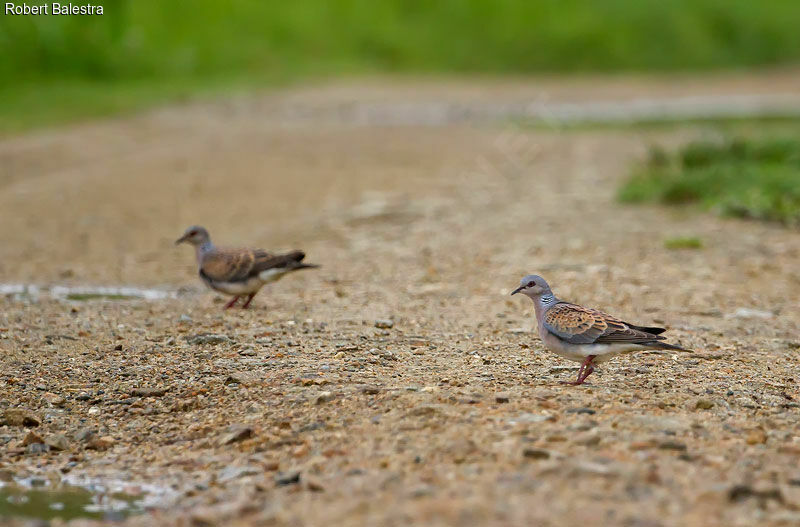 European Turtle Dove