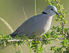 Ring-necked Dove