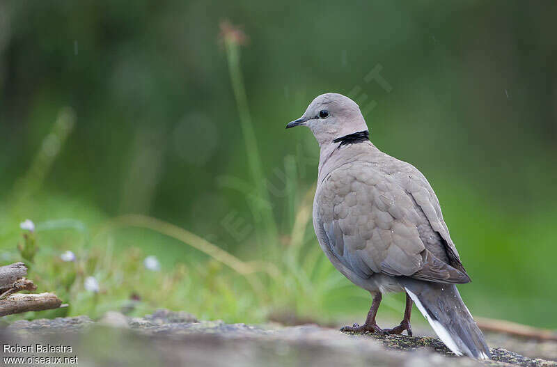 Ring-necked Doveadult, pigmentation