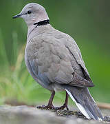 Ring-necked Dove