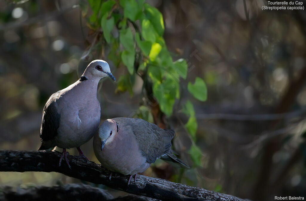 Ring-necked Doveadult