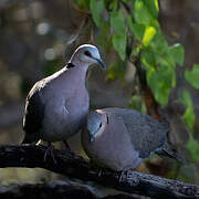 Ring-necked Dove