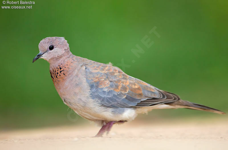 Laughing Dove