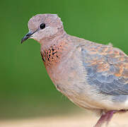 Laughing Dove