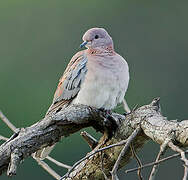 Laughing Dove