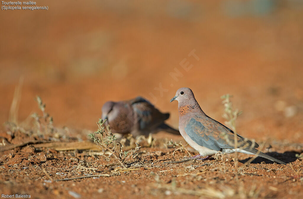 Laughing Dove