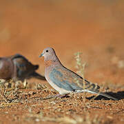 Laughing Dove