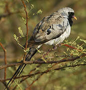 Namaqua Dove