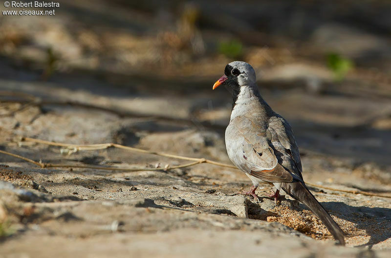 Namaqua Dove