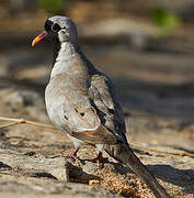 Namaqua Dove