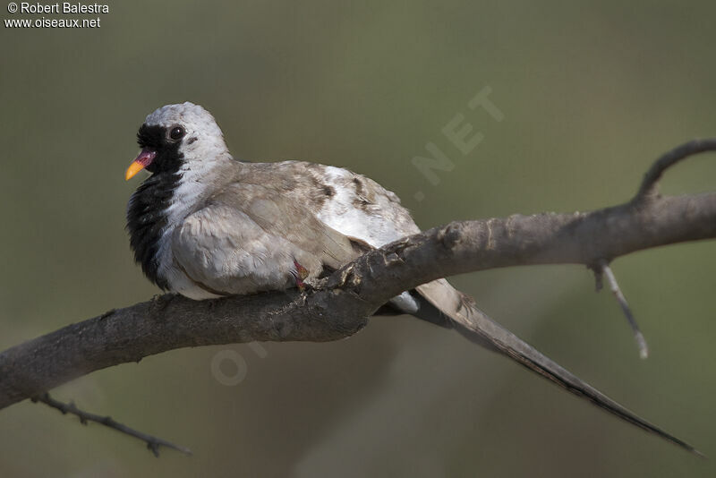 Namaqua Dove