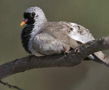 Namaqua Dove