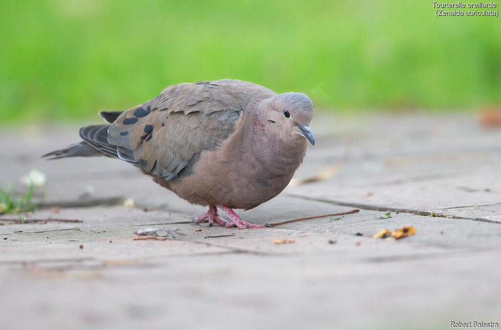 Eared Dove