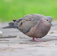 Eared Dove