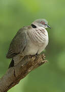 Mourning Collared Dove