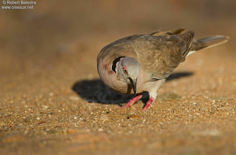 Mourning Collared Dove