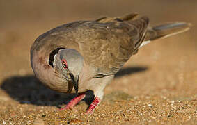 Mourning Collared Dove