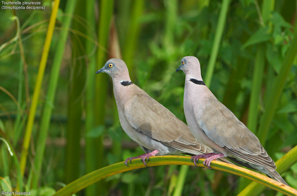 Mourning Collared Dove