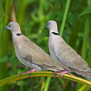 Mourning Collared Dove