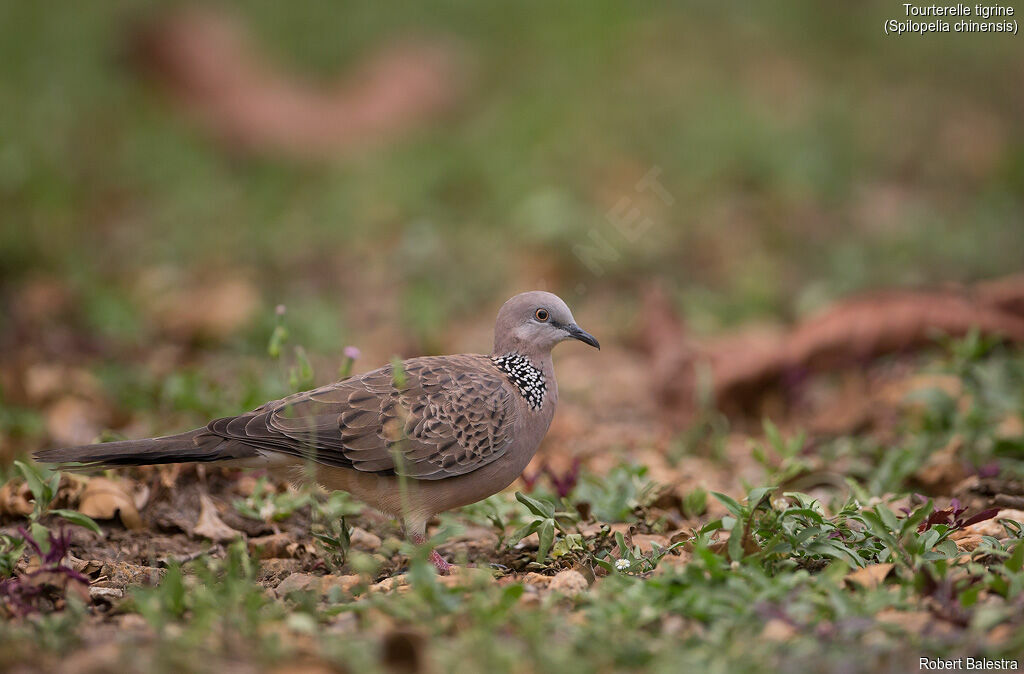 Spotted Dove