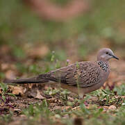 Spotted Dove