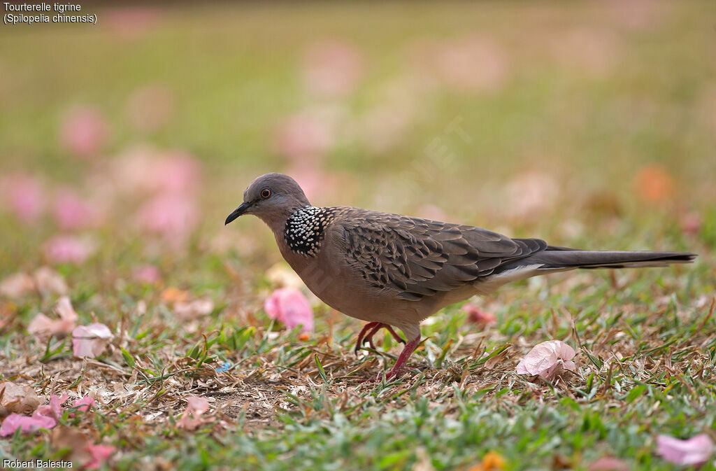 Spotted Dove