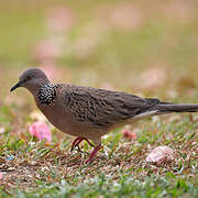 Spotted Dove