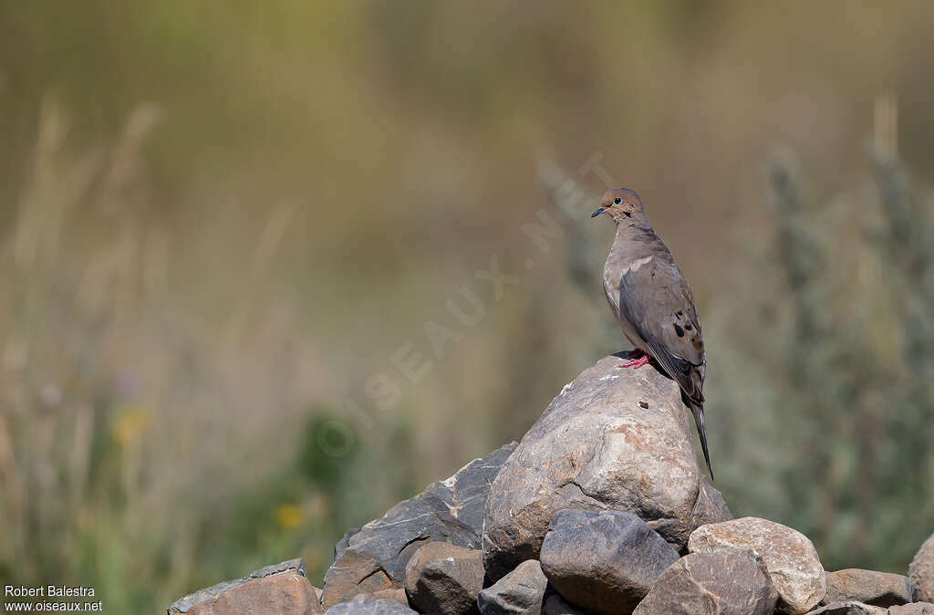 Mourning Doveadult, camouflage, pigmentation