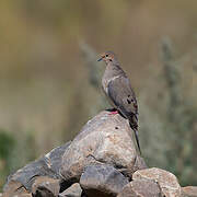 Mourning Dove