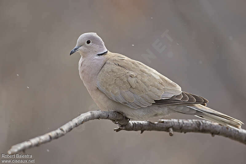 Eurasian Collared Doveadult, pigmentation