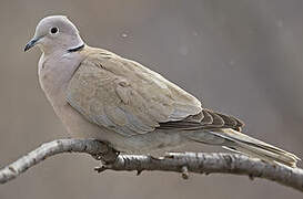 Eurasian Collared Dove