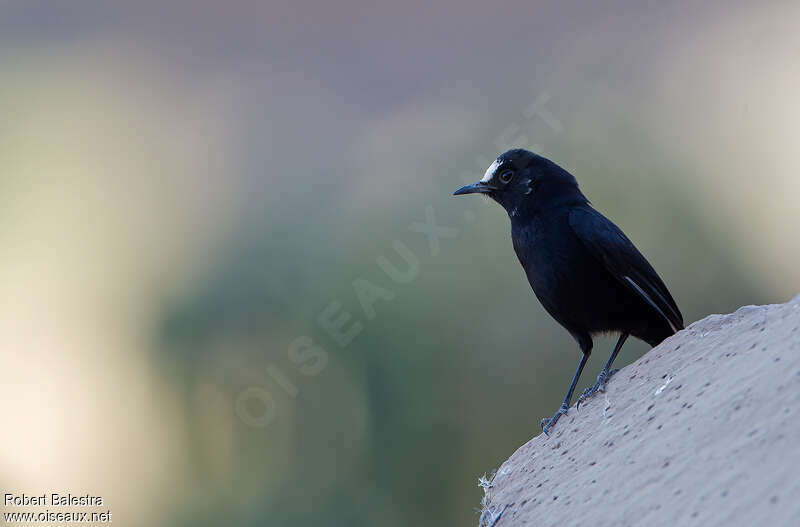 White-fronted Black Chat male adult, identification