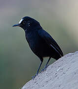 White-fronted Black Chat