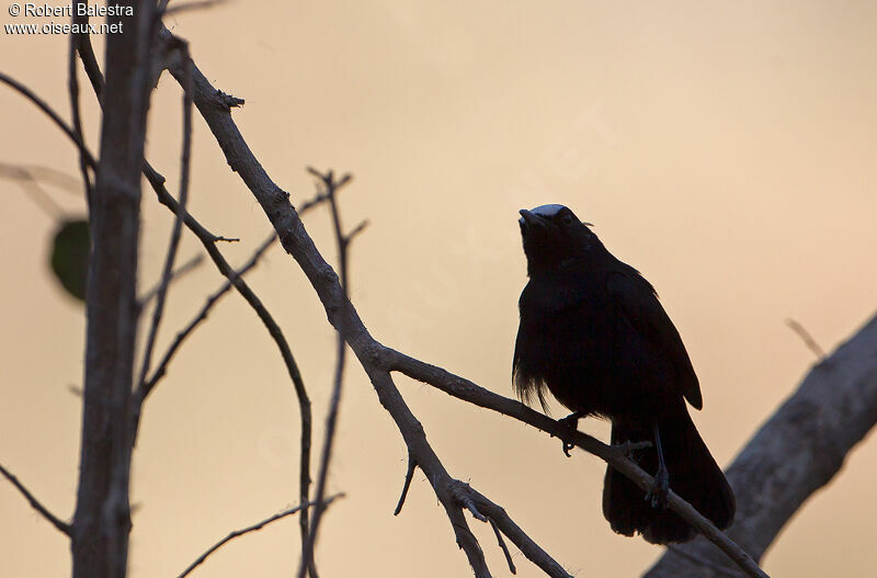 White-fronted Black Chat