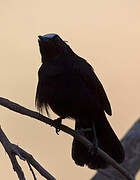 White-fronted Black Chat