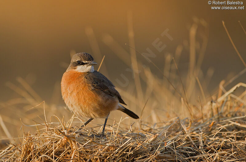 Red-breasted Wheatearadult