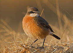 Red-breasted Wheatear