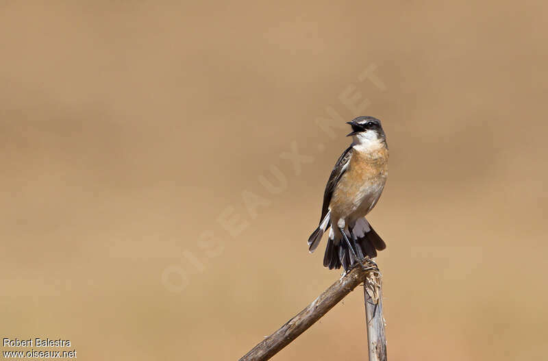 Red-breasted Wheatearadult, song