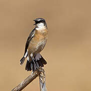 Red-breasted Wheatear